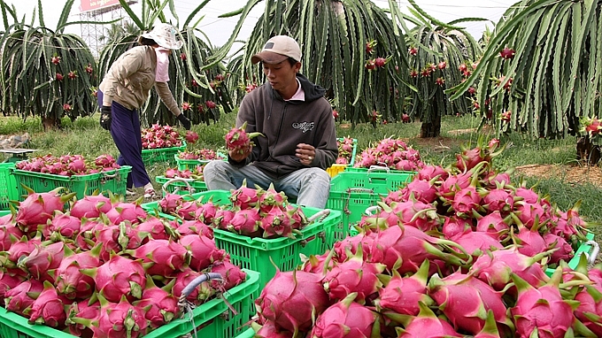 Cwin com sòng bạc trực tuyến trái cây sang Trung Quốc gặp khó khăn thì người thiệt thòi nhất là nông dân