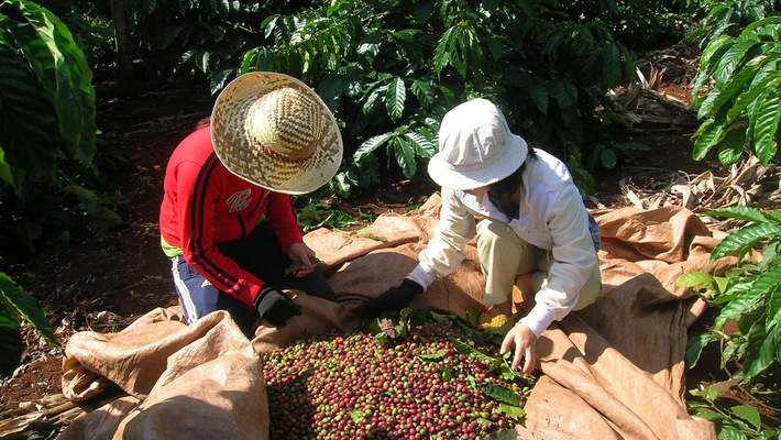 phân lân văn điển