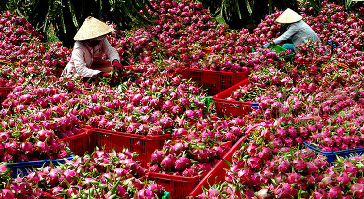 giải pháp khắc phục tình trạng dồn ứ nông sản