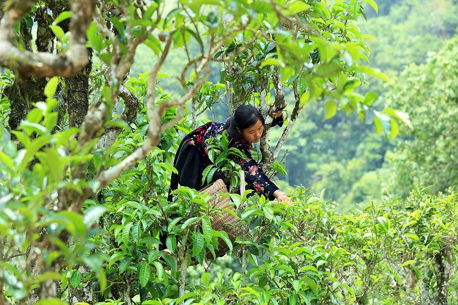 Chương trình "Mỗi xã một sản phẩm"