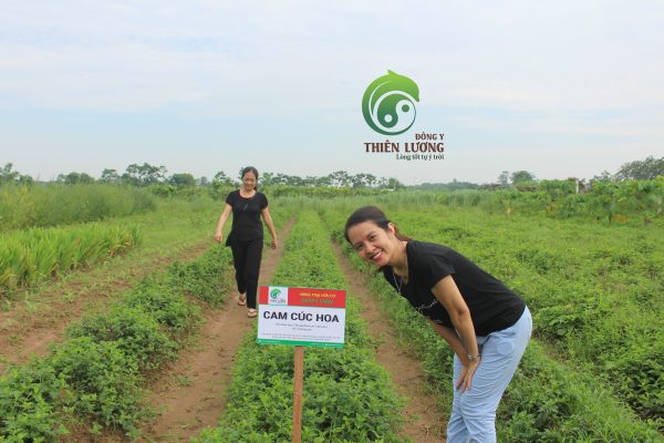Cam cúc hoa hữu cơ – cúc Tiến Vua (Nguyên liệu làm Trà Hoa Cúc)