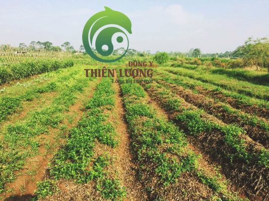 Cúc hoa hữu cơ được che phủ bằng thân cây và vỏ đỗ lạc.