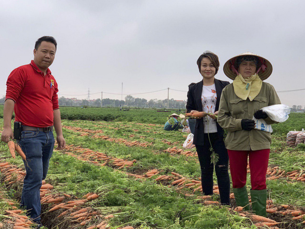 Bộ phận thu mua của Big C xuống đồng, kiểm tra chất lượng cà rốt để thu mua nhanh gọn hỗ trợ bà con nông dân Hải Dương