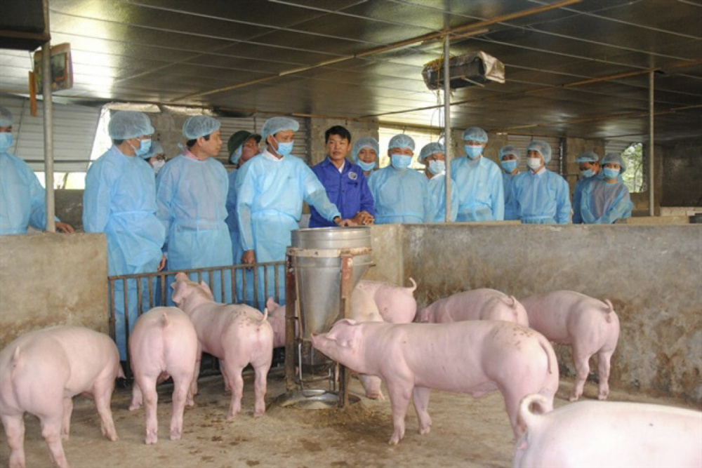Tổng Cục QLTT đã ban hành công văn, huy động toàn bộ lực lượng QLTT tại các tỉnh, thành để có những giải pháp phòng chống và ngăn chặn sự lây lan dịch tả lợn châu Phi