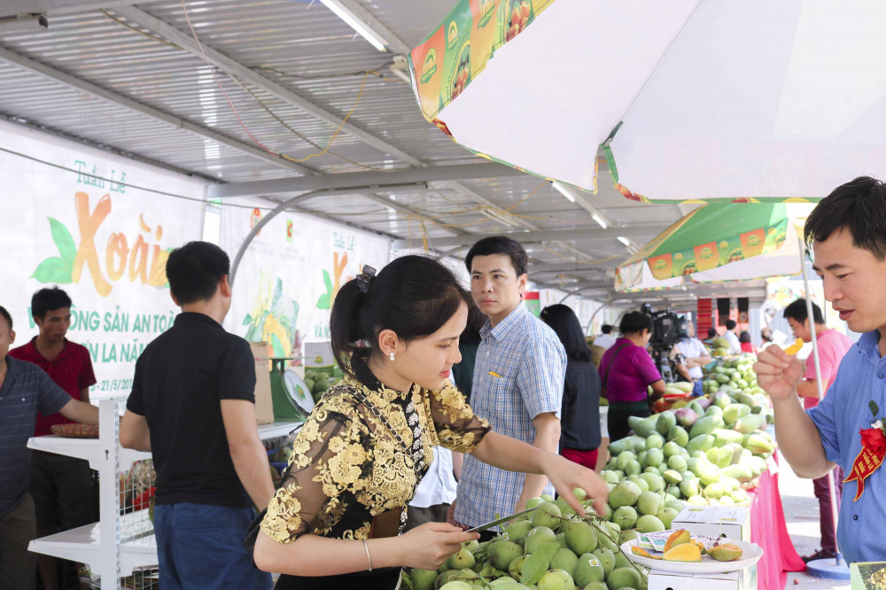 Khách tham quan và thưởng thức đặc sản Xoài Yên Châu (Sơn La)