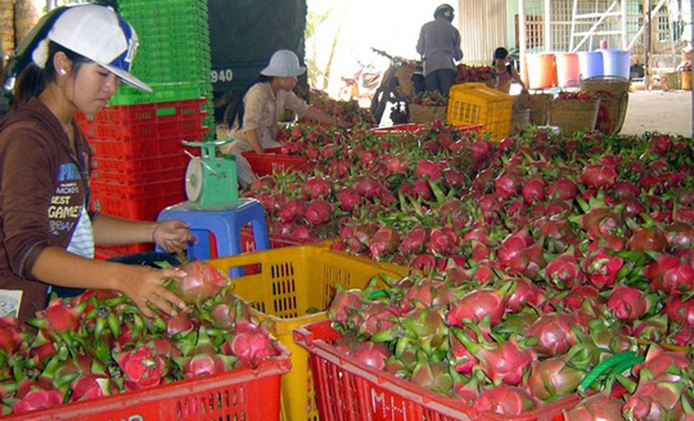 thanh long binh thuan