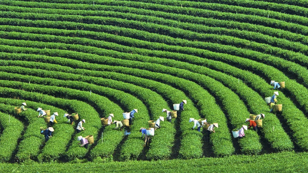 Đồi chè tại Thái Nguyên