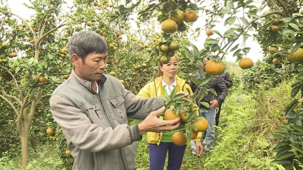 Nông dân Hà Giang bón phân Văn Điển cho cam sành Hàm Yên