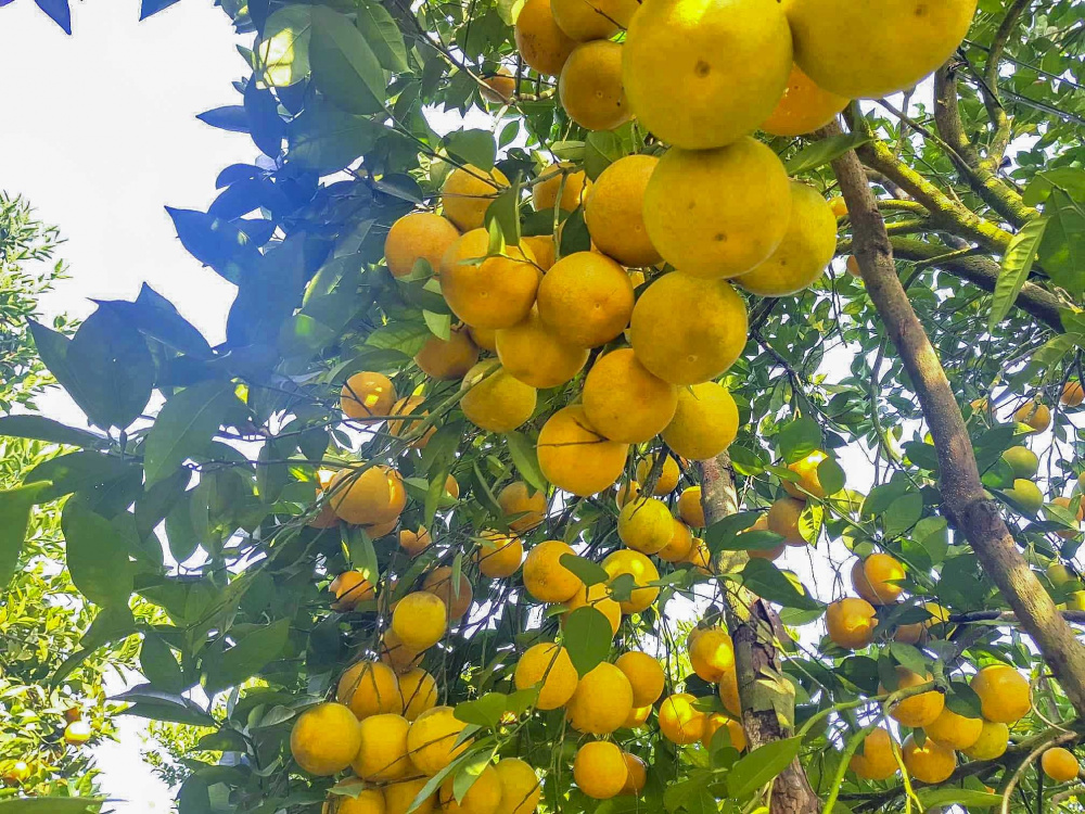 Cam Nghệ An và Hà Tĩnh có nhiều tiềm năng phát triển tuy nhiên người nông dân lại chưa tìm được loại phân bón phù hợp canh tác