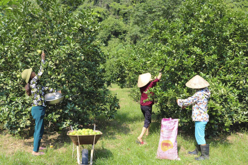 Nông dân thu hoạch cam tại Nghệ An
