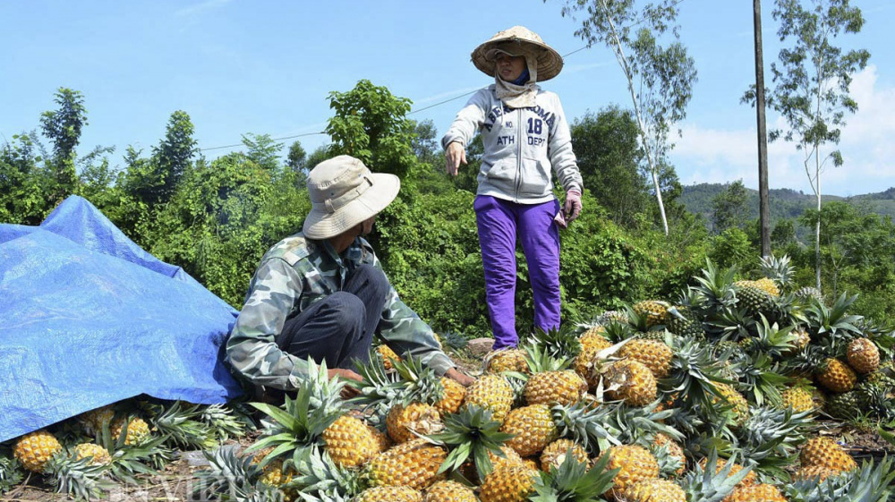 Mô hình bón phân Văn Điển hiệu quả trên cây dứa được nhân rộng tại Thanh Hóa