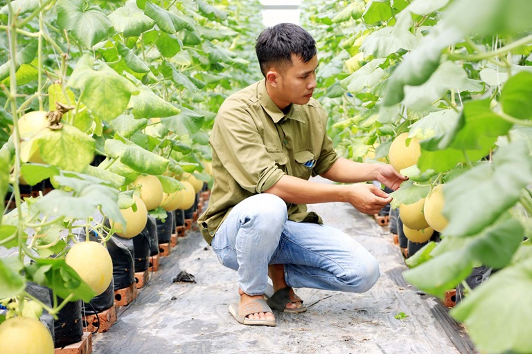 Hiện tượng “lợn hai chuồng, rau hai luống” đã giảm hẳn.
