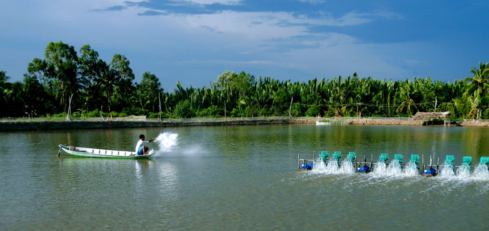 Ao nuôi tôm ở Trà Vinh