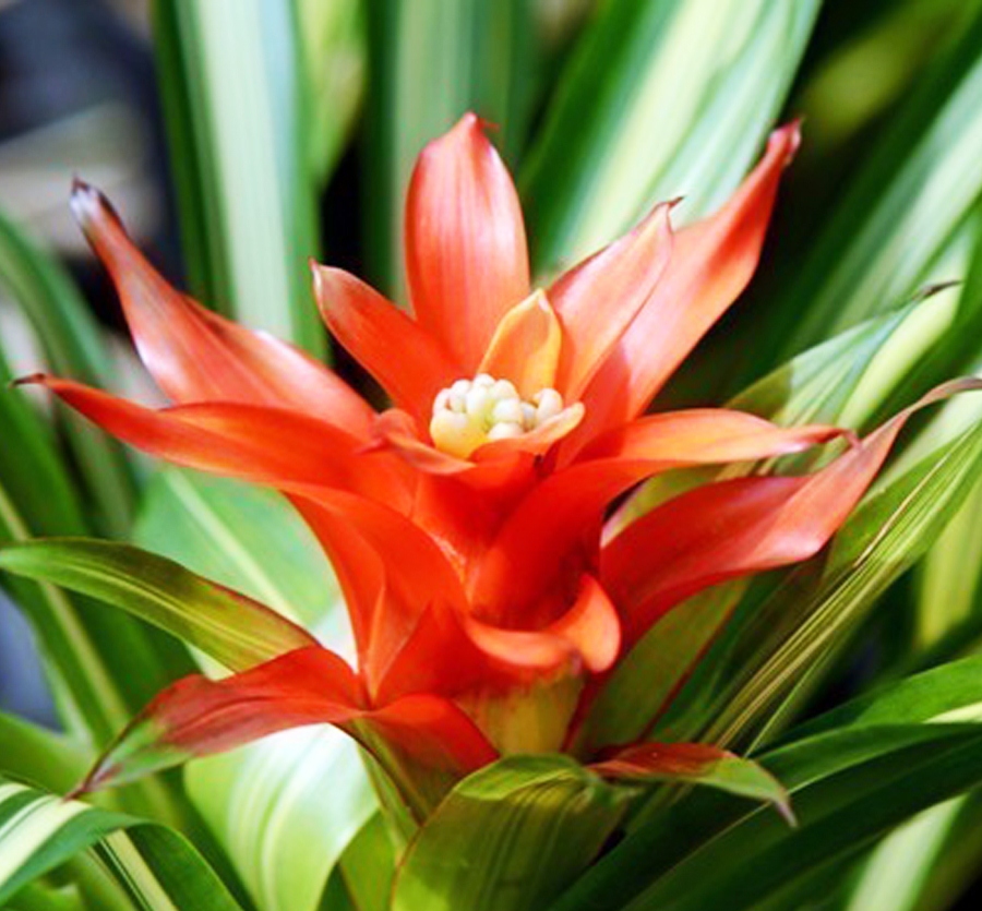 Dứa cảnh nến