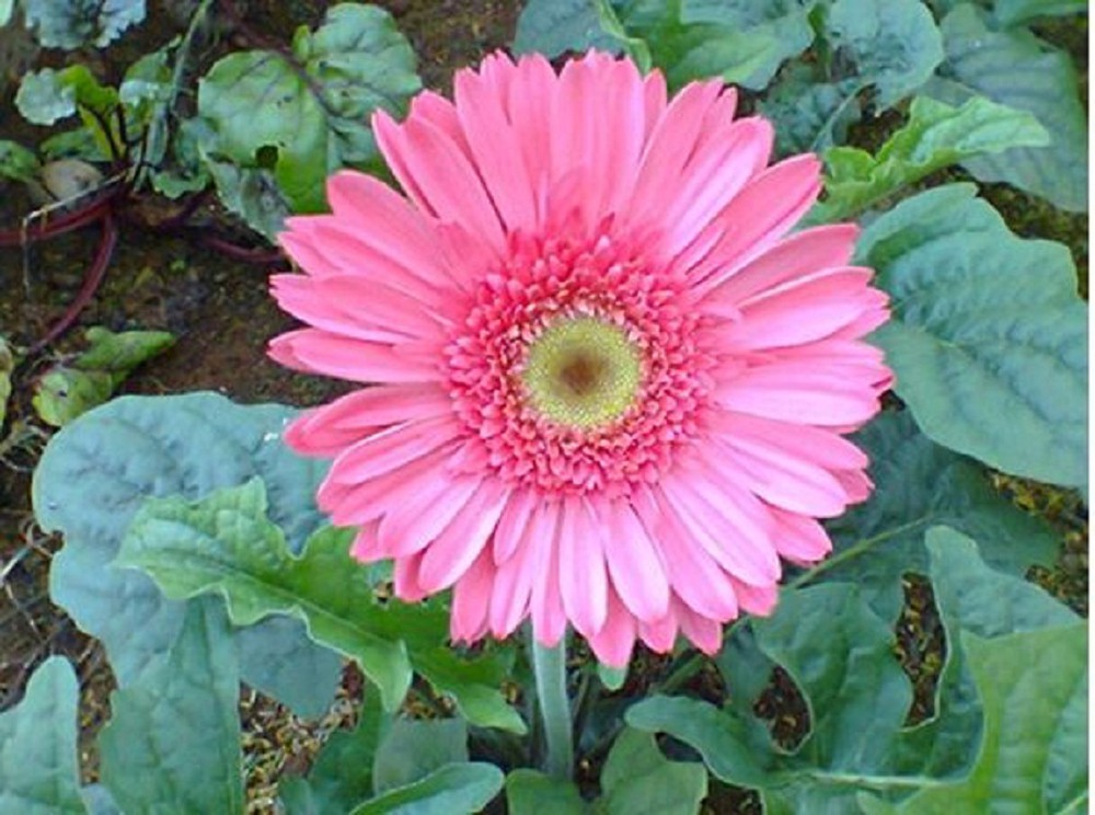 Hoa đồng tiền