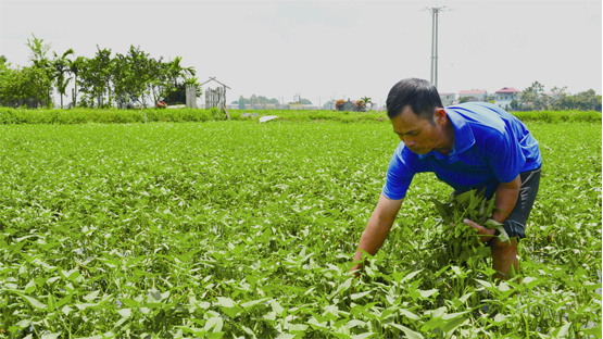 Ông Nguyễn Văn Sản - cụm 12 thôn Linh Chiểu đang thu hoạch rau muống Tiến Vua. 