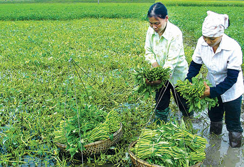 Bà Vĩnh bảo, rau muống ở đất này có hương vị đặc biệt vì được trồng trên vùng có mạch nước sủi và dải đất phù sa màu mỡ từ sông Hồng. 