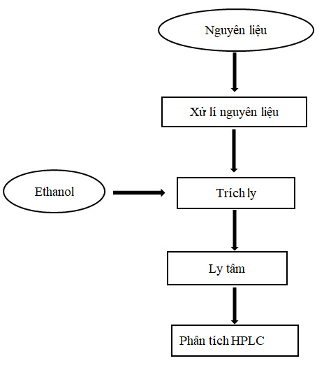 Quy trình trích ly axit Chlorogenic