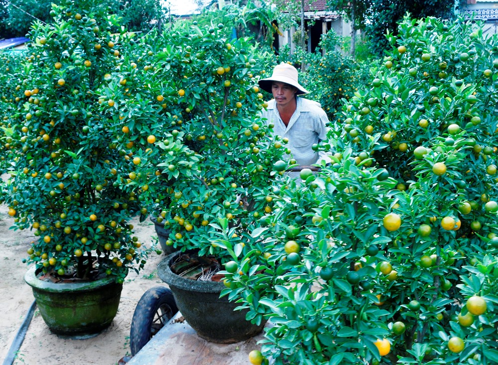 quat hoi an