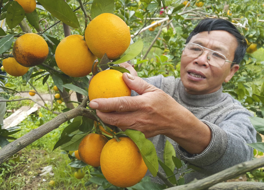 cam cao phong