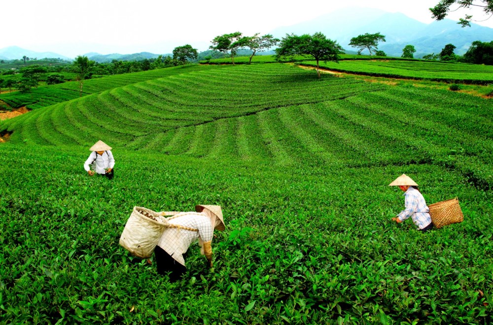 Vùng chè Trại Cài – Minh Lập, Thái Nguyên