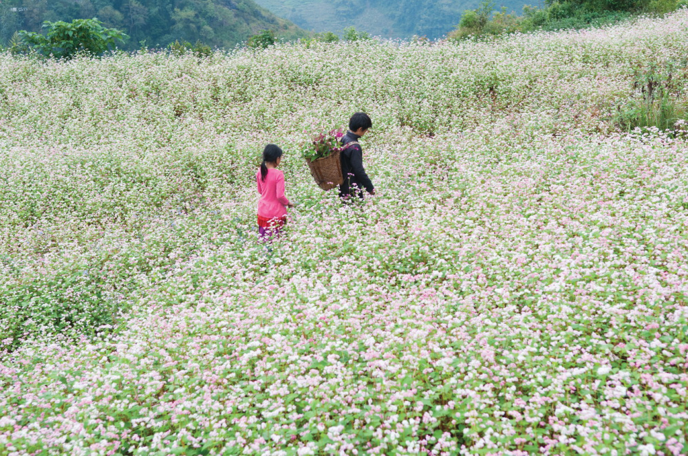 Tam giac mạch