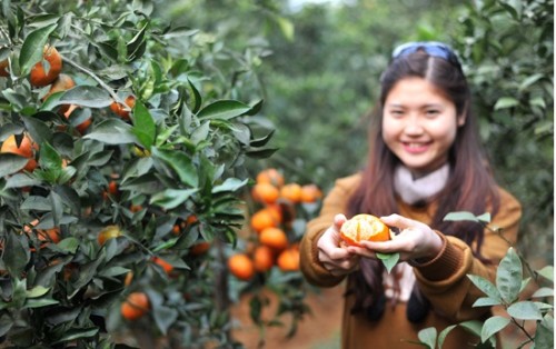Cam Cao Phong là đặc sản nổi tiếng của huyện Cao Phong, Hòa Bình, được cấp chứng nhận chỉ dẫn địa lý năm 2015. 
