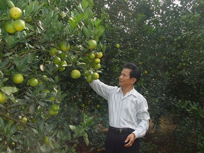 Chăm sóc cam Cao Phong