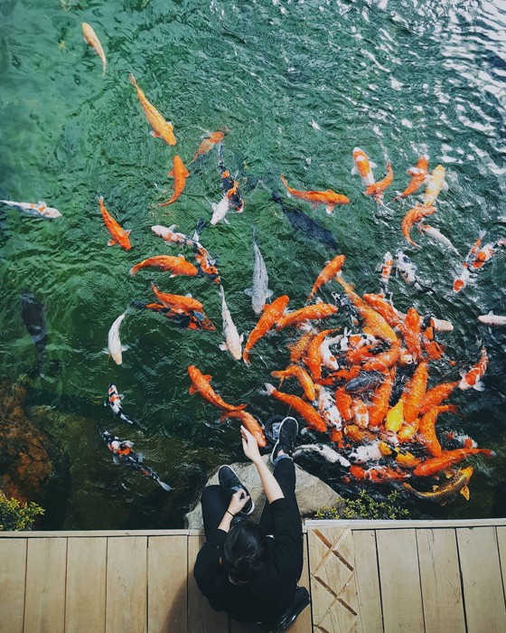 Cá koi