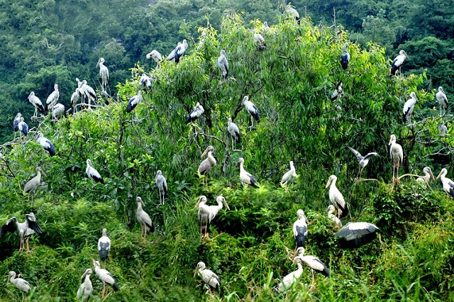 Vườn cò Hải Lựu