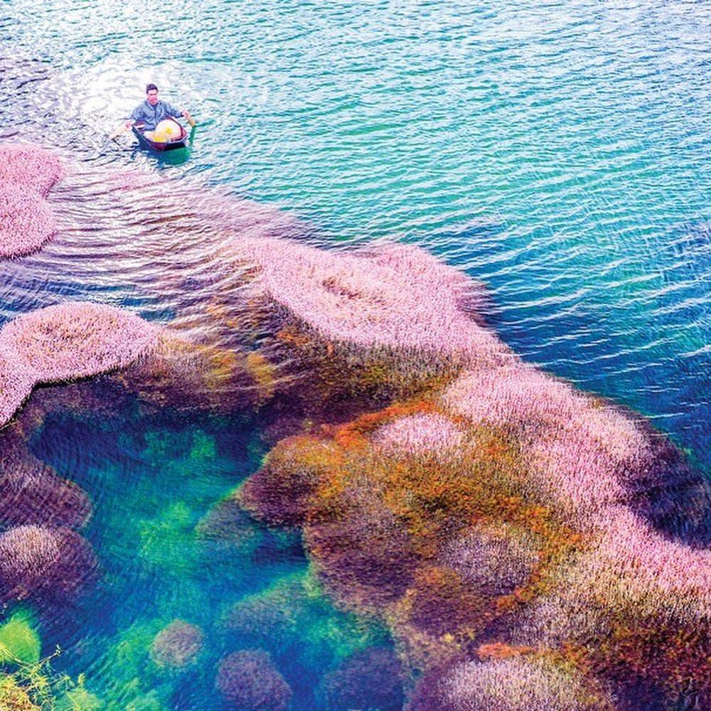 Hồ tảo hồng