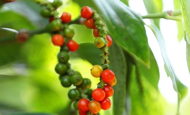 hồ tiêu