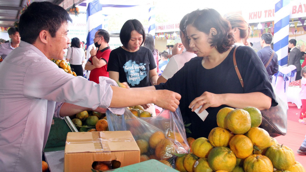 quýt mường khương