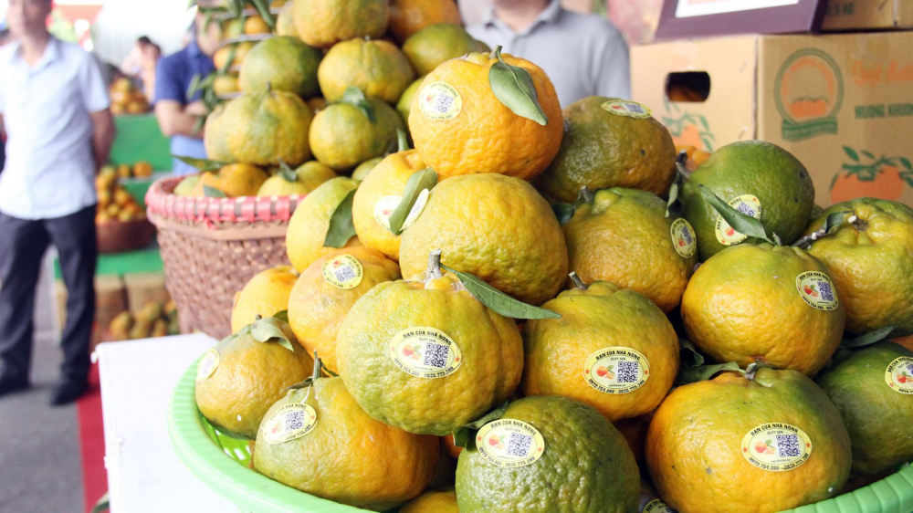 quýt mường khương