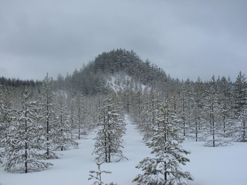 Tree mountion