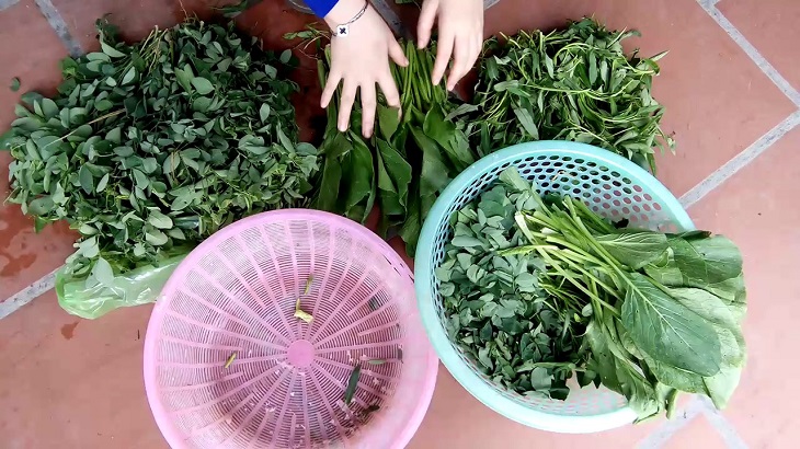 Phân loại rau