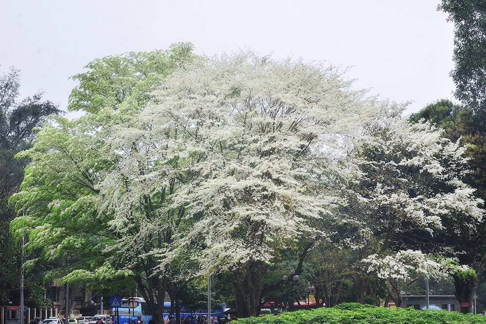 Hoa sua