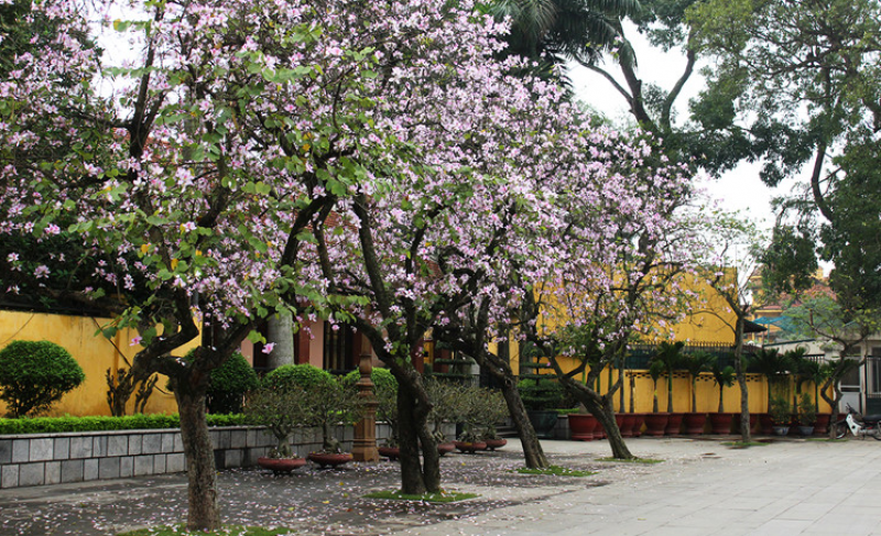 Hoa ban