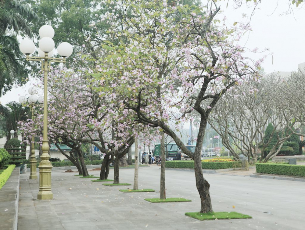 Hoa ban