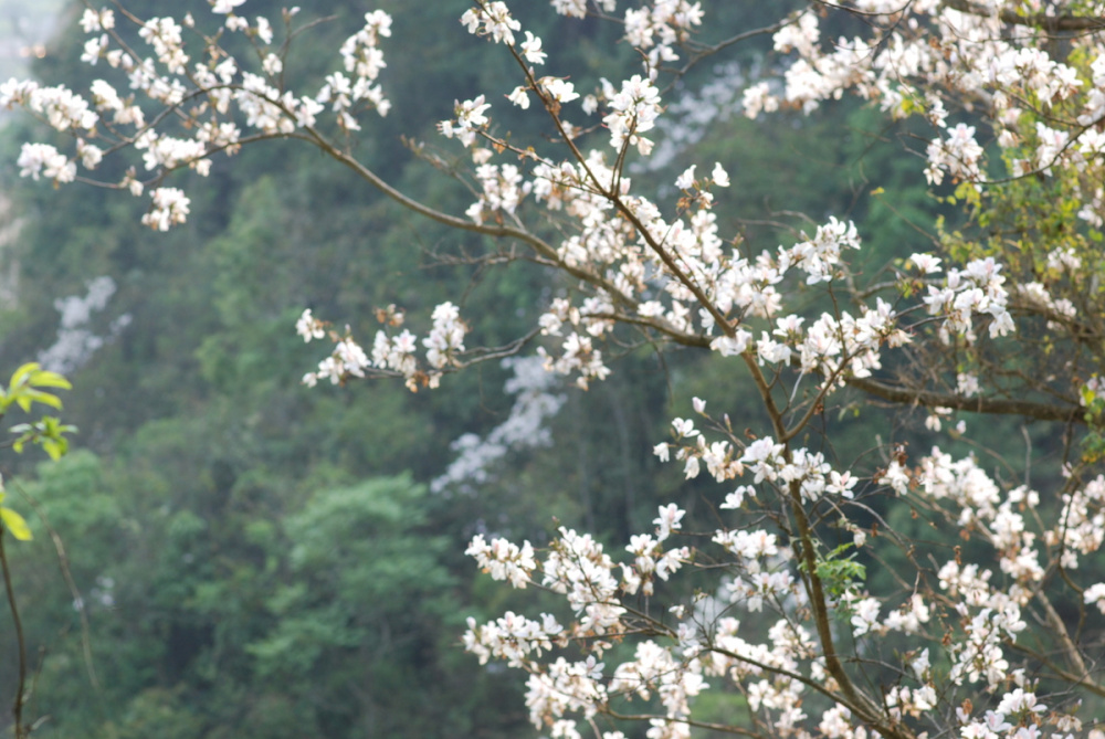 Hoa ban trắng