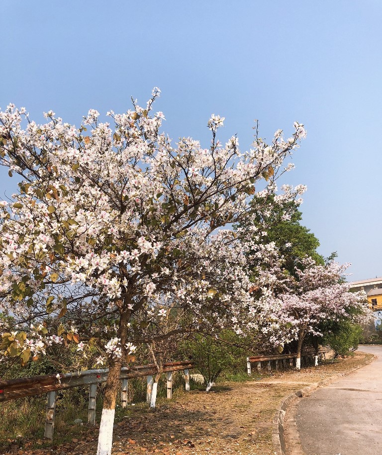 Hoa ban
