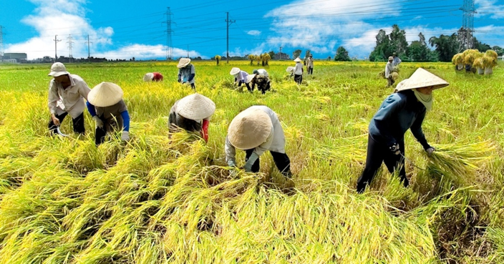Thái Bình: Lựa chọn phân bón Văn Điển cho lúa xuân 2020