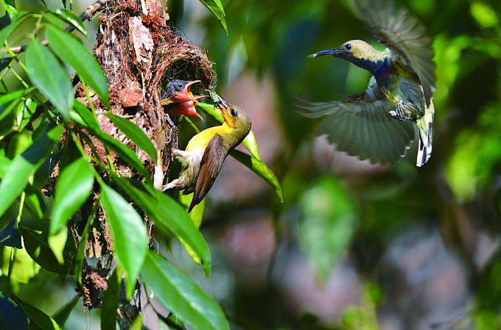saigon Co.op corona