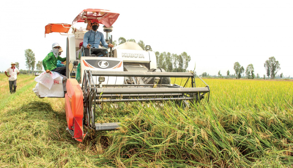Thu hoạch lúa bằng máy gặt đập liên hợp ở ĐBSCL.