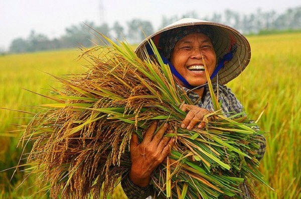 Thủ tướng nhấn mạnh phải bảo đảm an ninh lương thực một cách vững chắc trong mọi tình huống