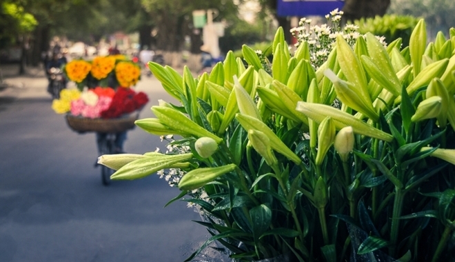 Mùa loa kèn của Bố