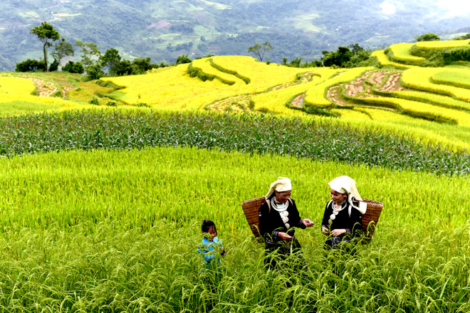 ruong bac thang