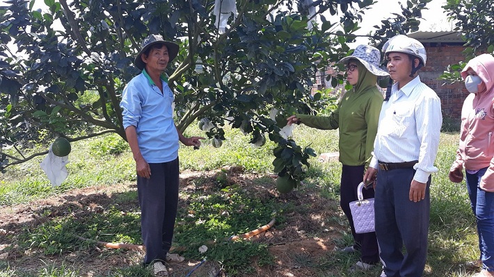 Bưởi da xanh đã nhanh chóng phát triển rộng trên địa bàn huyện miền núi Khánh Vĩnh