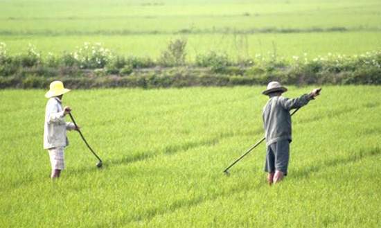 Làng thương vợ