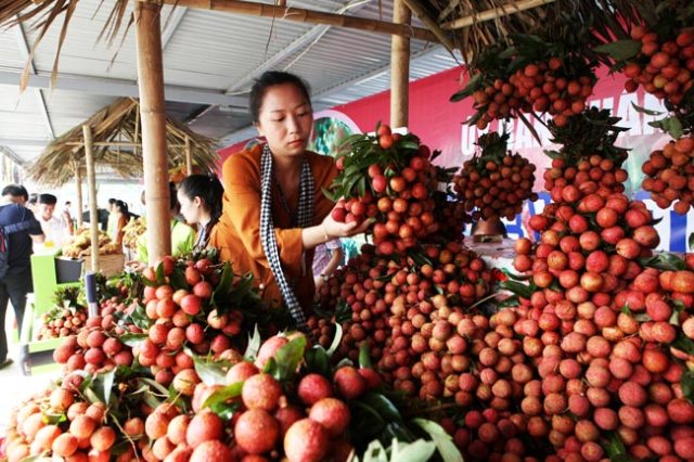 Vải thiều Lục Ngạn